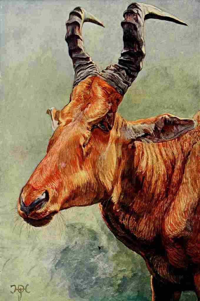 Johnston Sir Harry 1902 Jacksons Hartebeest A4 Photo Print