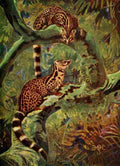 Johnston Sir Harry 1902 Large Genet Semliki Forest A4 Photo Print