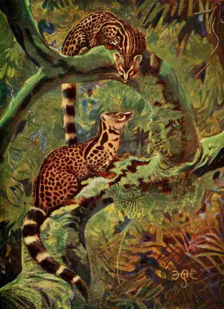 Johnston Sir Harry 1902 Large Genet Semliki Forest A4 Photo Print
