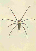 Johnston Sir Harry 1902 Nephila spider A4 Photo Print