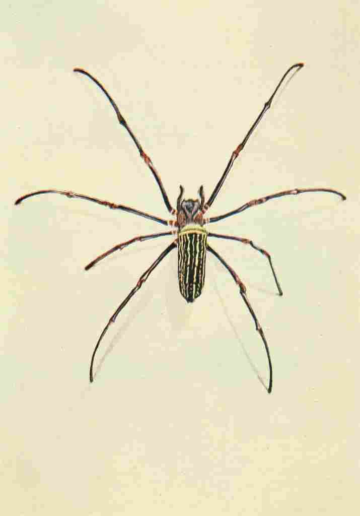Johnston Sir Harry 1902 Nephila spider A4 Photo Print