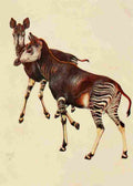 Johnston Sir Harry 1902 Okapi A4 Photo Print