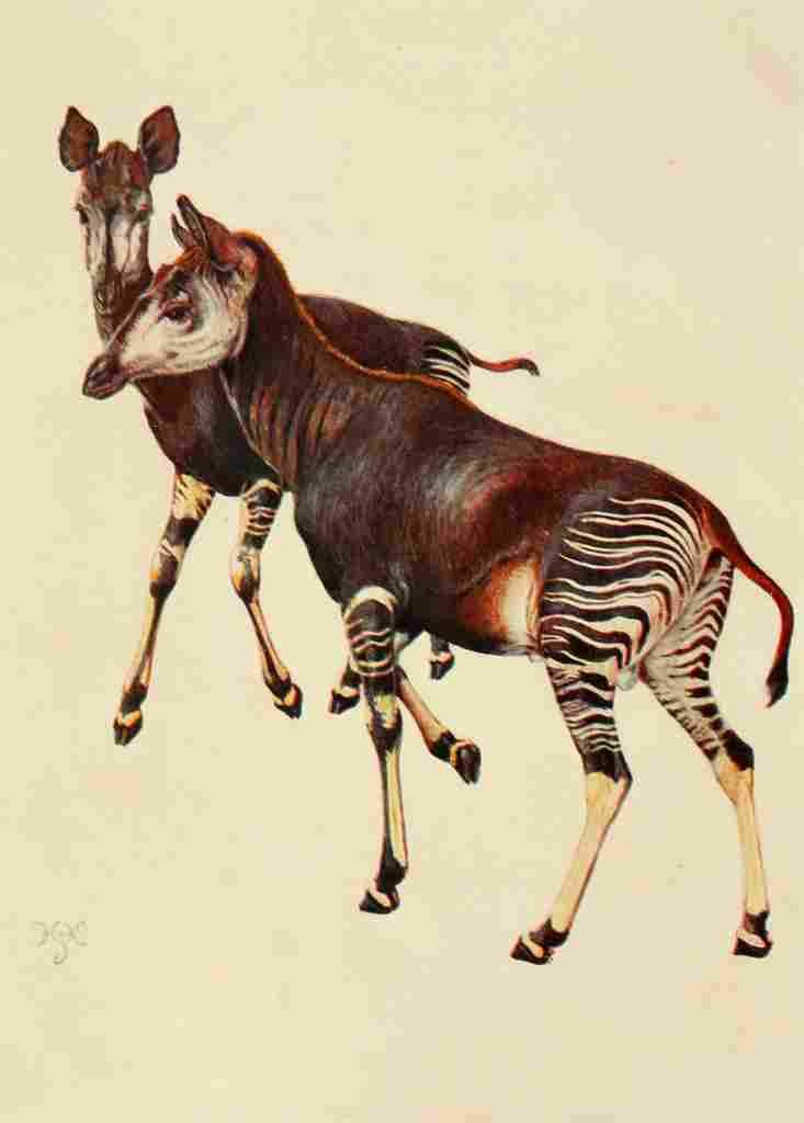 Johnston Sir Harry 1902 Okapi A4 Photo Print