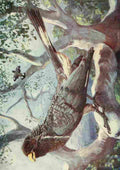 Johnston Sir Harry 1902 Schizorhis Zonura A4 Photo Print