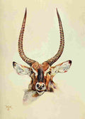 Johnston Sir Harry 1902 Semliki Waterbuck A4 Photo Print