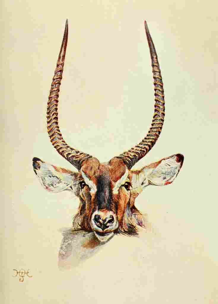 Johnston Sir Harry 1902 Semliki Waterbuck A4 Photo Print