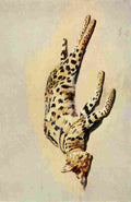 Johnston Sir Harry 1902 Serval cat A4 Photo Print