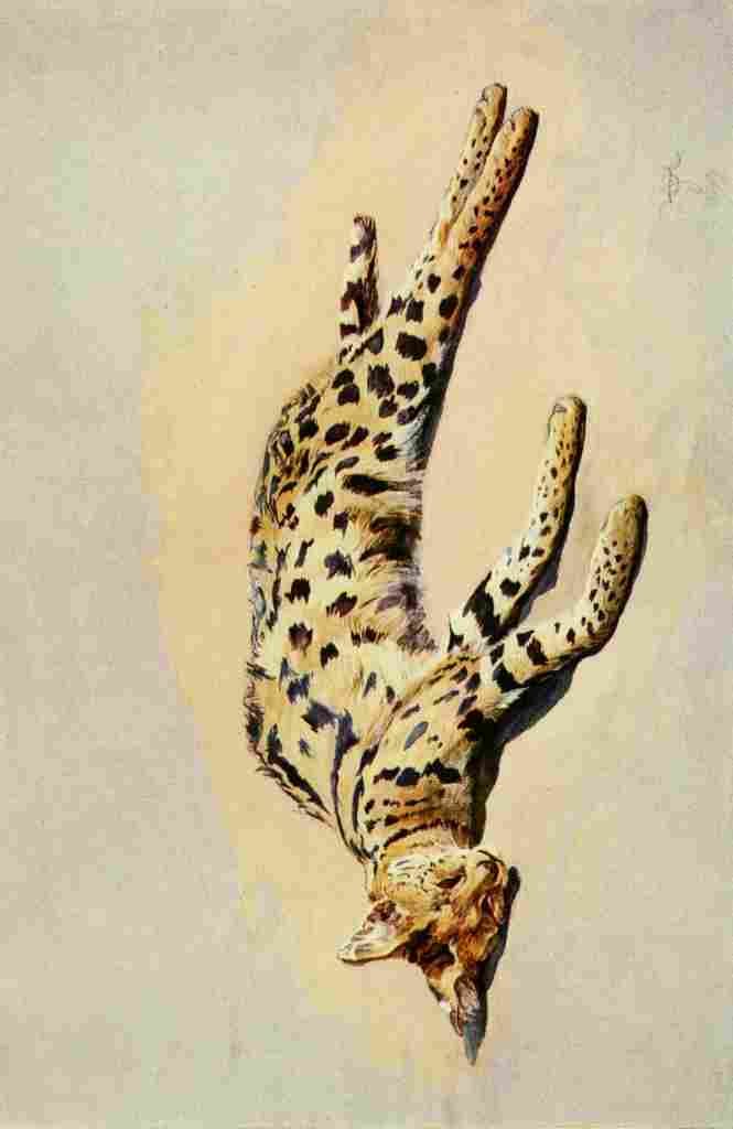 Johnston Sir Harry 1902 Serval cat A4 Photo Print
