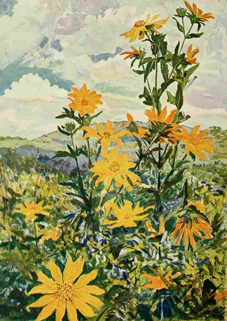 Johnston Sir Harry 1902 Sunflowers in Uganda A4 Photo Print