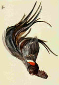 Johnston Sir Harry 1902 The king widow finches A4 Photo Print