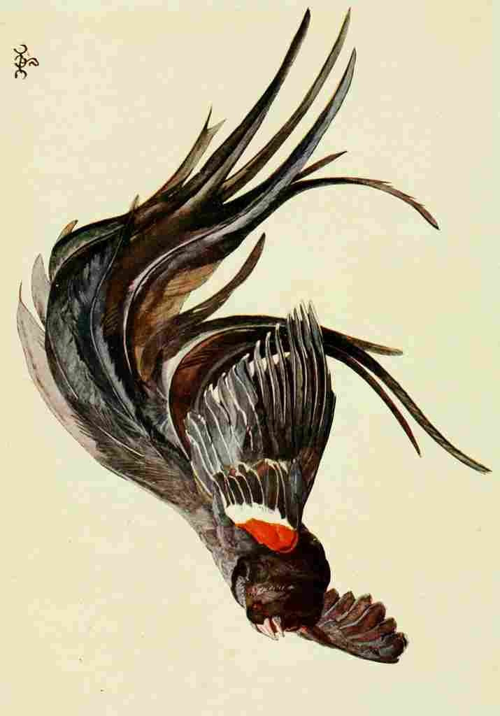 Johnston Sir Harry 1902 The king widow finches A4 Photo Print