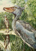 Johnston Sir Harry 1902 The whale headed stork at home A4 Photo Print