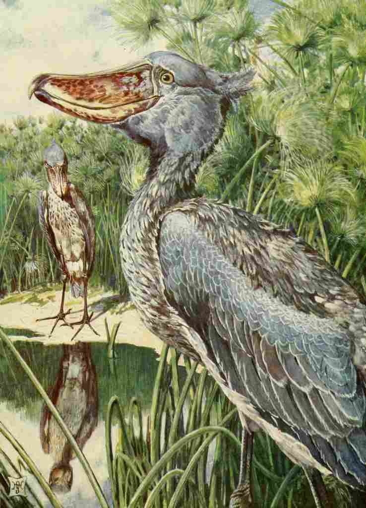 Johnston Sir Harry 1902 The whale headed stork at home A4 Photo Print