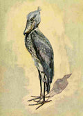 Johnston Sir Harry 1902 Whale headed stork A4 Photo Print