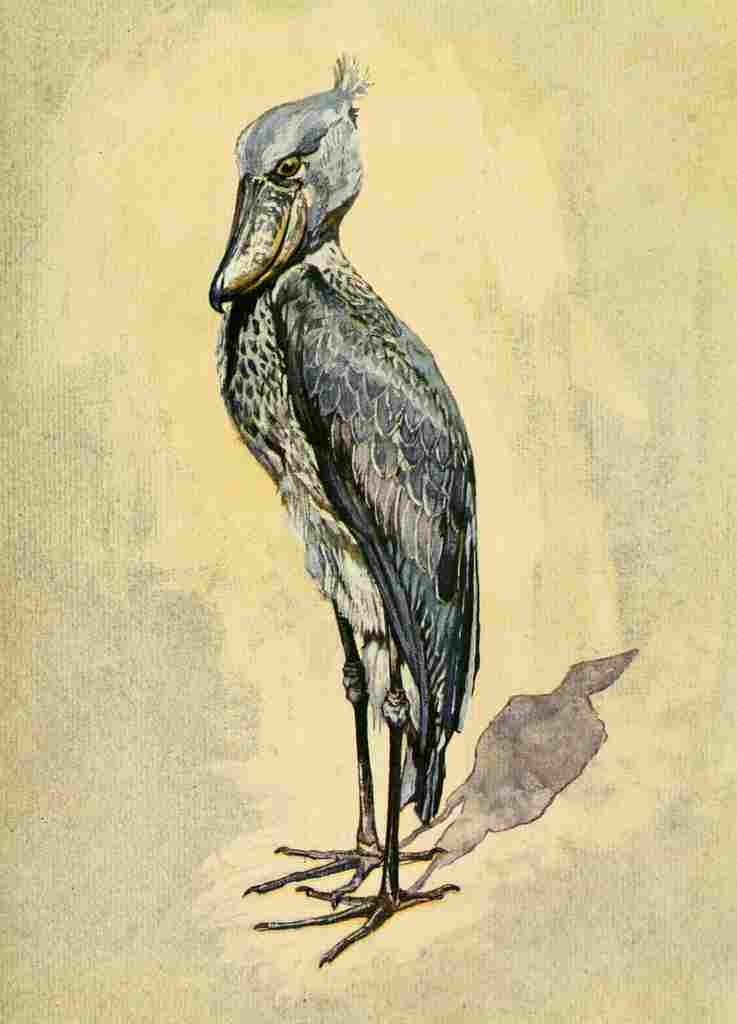 Johnston Sir Harry 1902 Whale headed stork A4 Photo Print