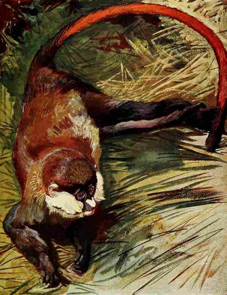 Johnston Sir Harry 1902 White nosed Cercopithecus monkey of Uganda A4 Photo Print