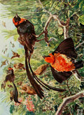Johnston Sir Harry 1902 Widow birds and Bishop finches A4 Photo Print