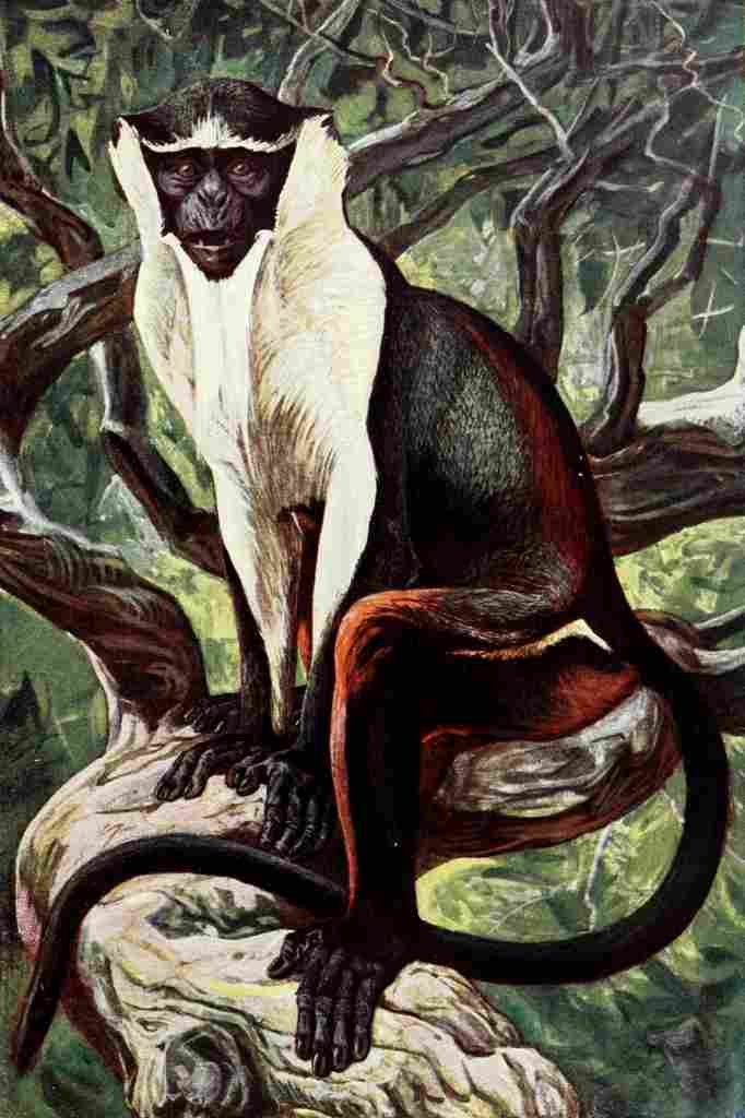 Johnston Sir Harry 1906 Bay thighed Diana monkey A4 Photo Print