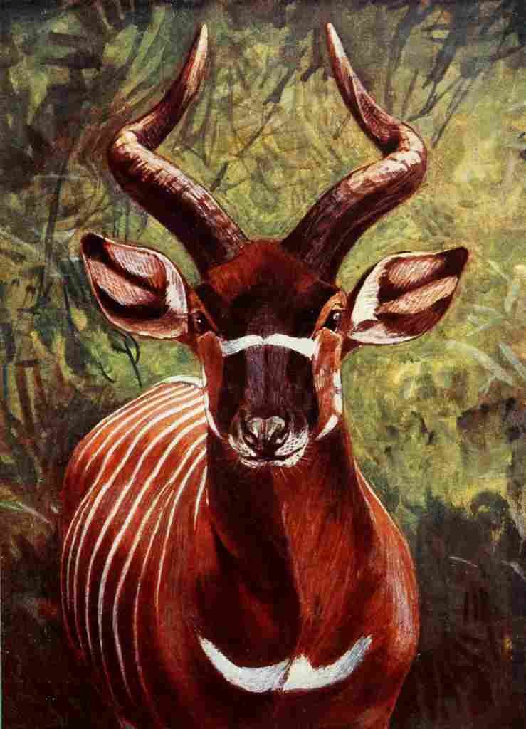 Johnston Sir Harry 1906 Bongo Tragelaph A4 Photo Print