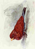 Johnston Sir Harry 1906 Broad mouthed Roller A4 Photo Print