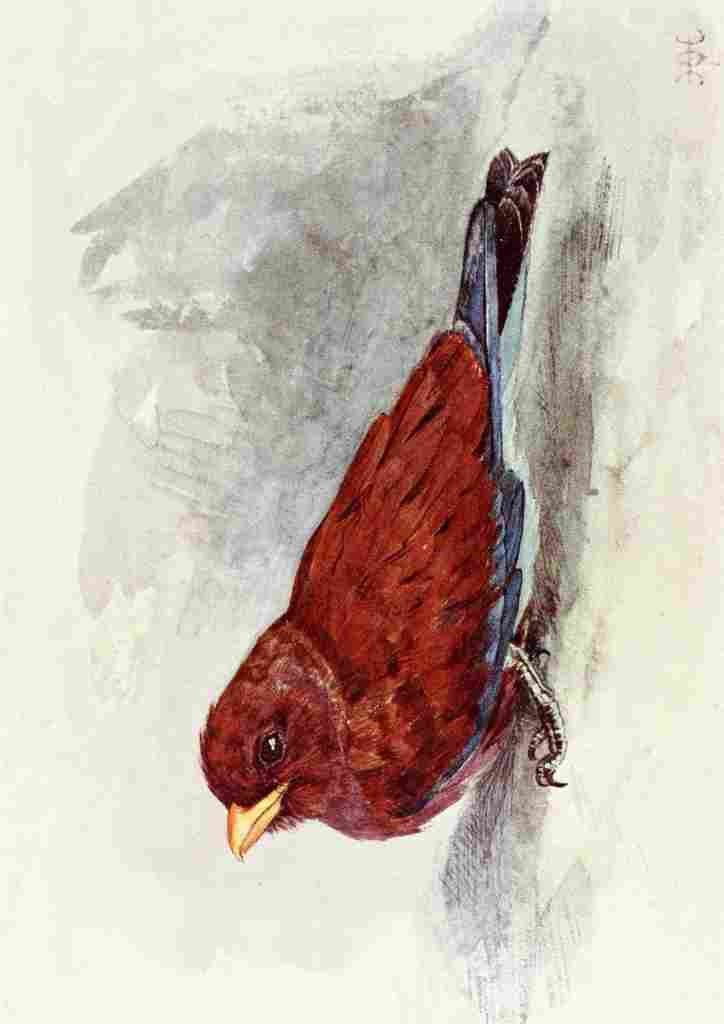 Johnston Sir Harry 1906 Broad mouthed Roller A4 Photo Print