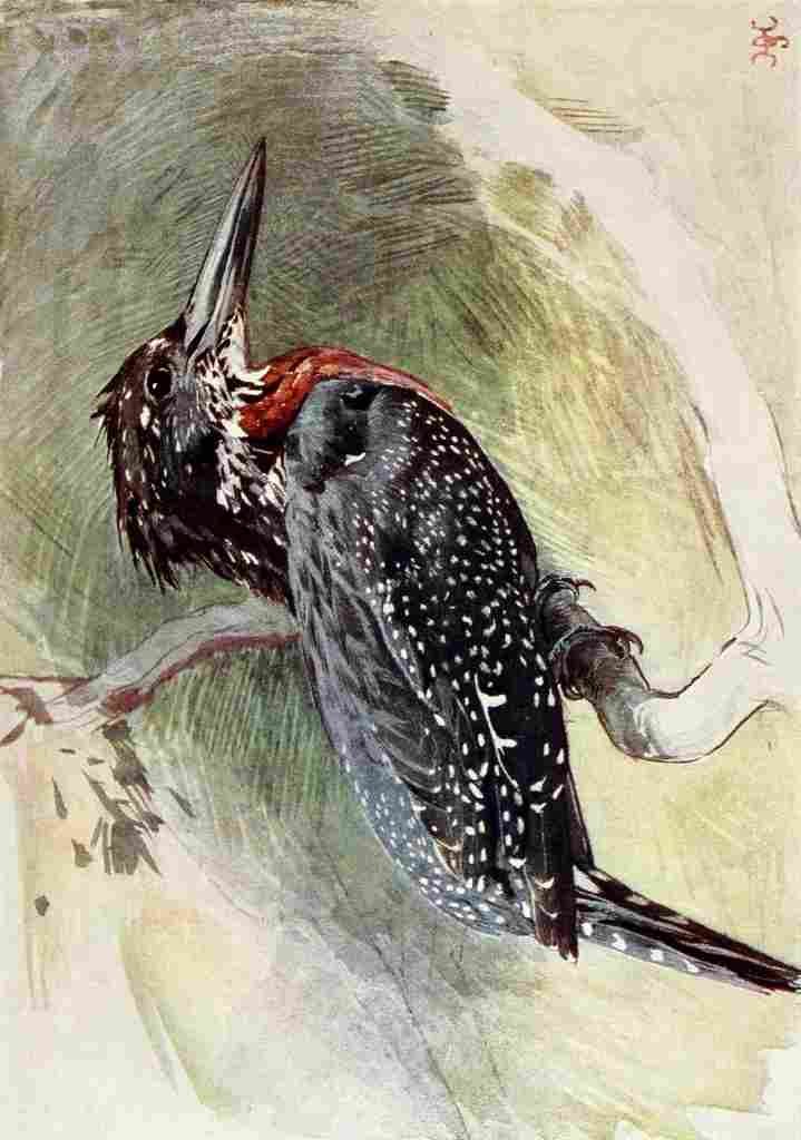 Johnston Sir Harry 1906 Great Kingfisher A4 Photo Print