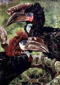Johnston Sir Harry 1906 Male & female black Hornbill A4 Photo Print