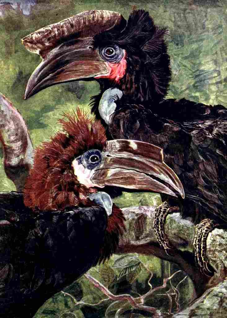 Johnston Sir Harry 1906 Male & female black Hornbill A4 Photo Print