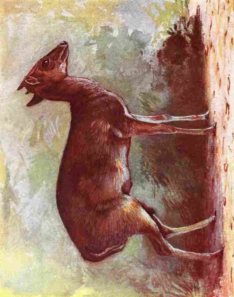 Johnston Sir Harry 1906 Maxwells Duiker A4 Photo Print