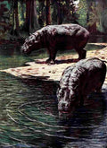Johnston Sir Harry 1906 Pygmy hippopotamus A4 Photo Print