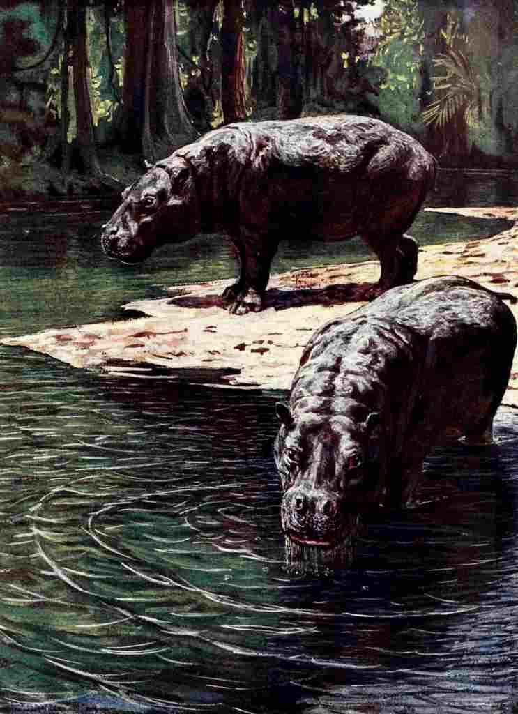 Johnston Sir Harry 1906 Pygmy hippopotamus A4 Photo Print