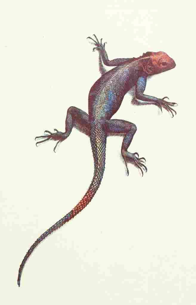Johnston Sir Harry 1906 Red & Blue Lizard A4 Photo Print