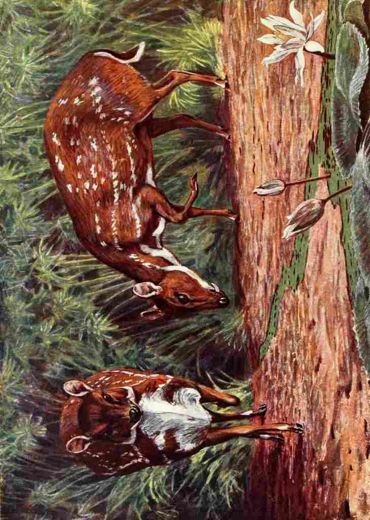 Johnston Sir Harry 1906 Water Chevrotain A4 Photo Print