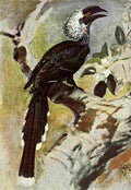 Johnston Sir Harry 1906 White crested Hornbill A4 Photo Print