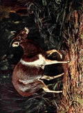 Johnston Sir Harry 1906 White shouldered Duiker A4 Photo Print