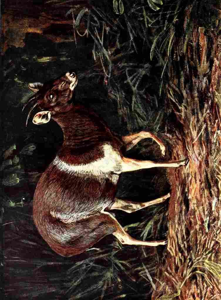 Johnston Sir Harry 1906 White shouldered Duiker A4 Photo Print