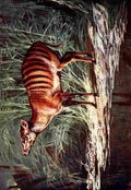 Johnston Sir Harry 1906 Zebra Antelope A4 Photo Print