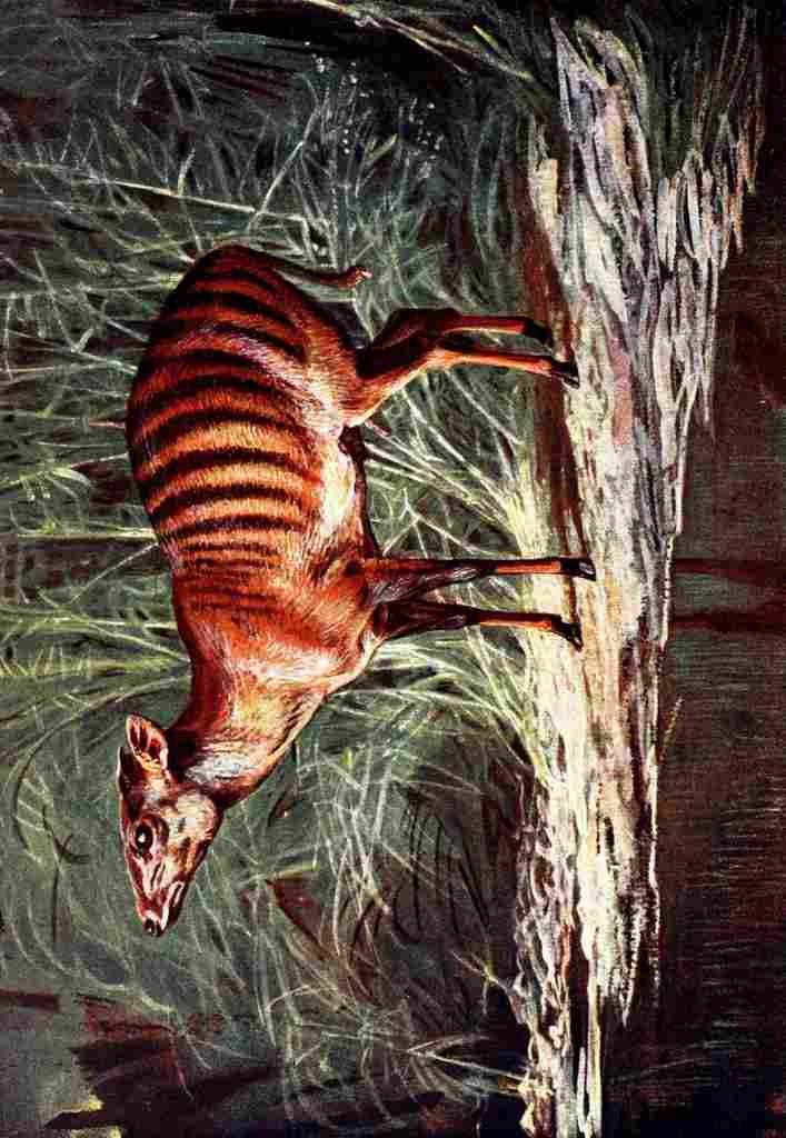 Johnston Sir Harry 1906 Zebra Antelope A4 Photo Print