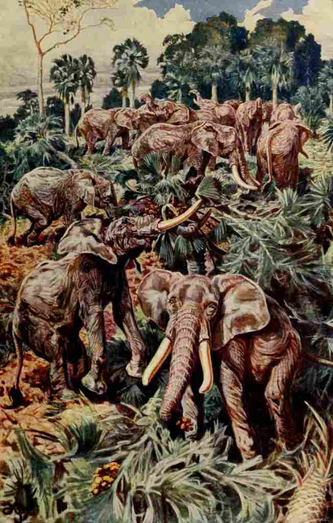 Johnston Sir Harry 1912 Elephants destroying a palm grove A4 Photo Print