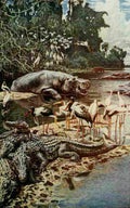 Johnston Sir Harry 1912 Hippos & crocodiles on the Gambia River A4 Photo Print