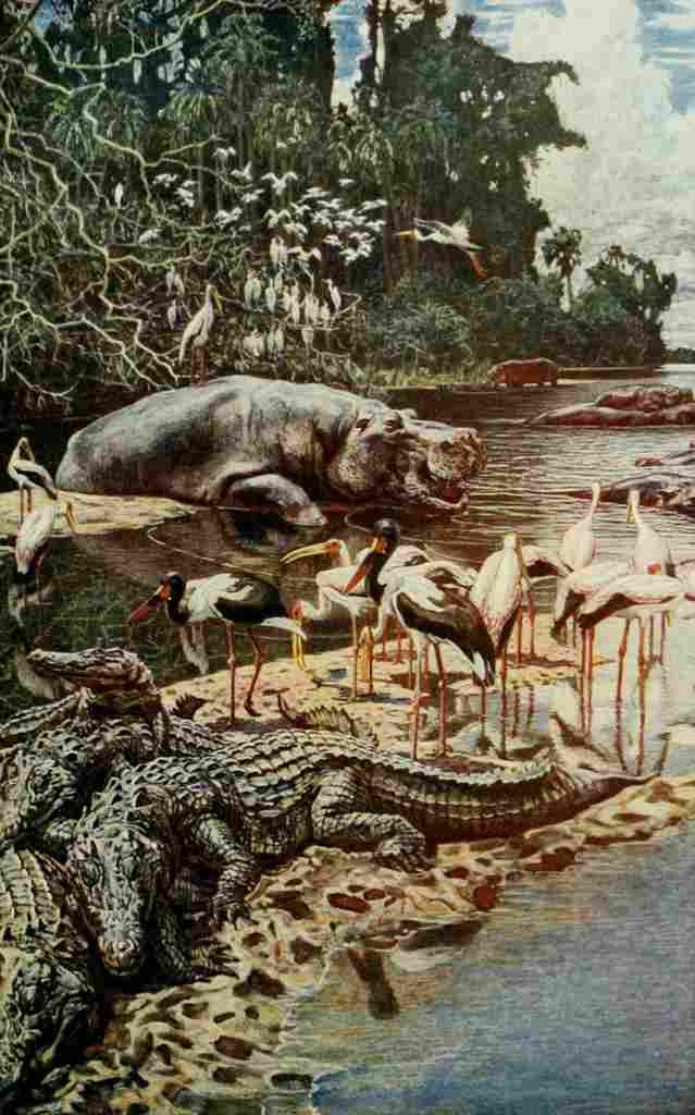Johnston Sir Harry 1912 Hippos & crocodiles on the Gambia River A4 Photo Print