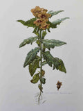 Justquame Jujube Plant Vintage Retro Advert Poster A4 Photo Print