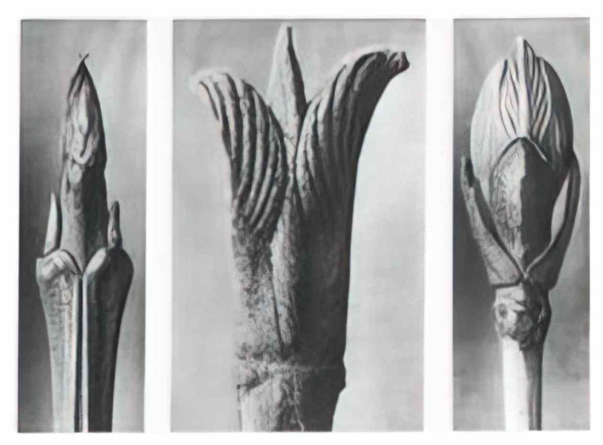 Karl Blossfeldt blossfeldt karl blossfeldt archiv de bildmat1 10 2 Art A4 Photo Print