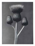 Karl Blossfeldt blossfeldt karl blossfeldt archiv de bildmat1 100 2 Art A4 Photo Print