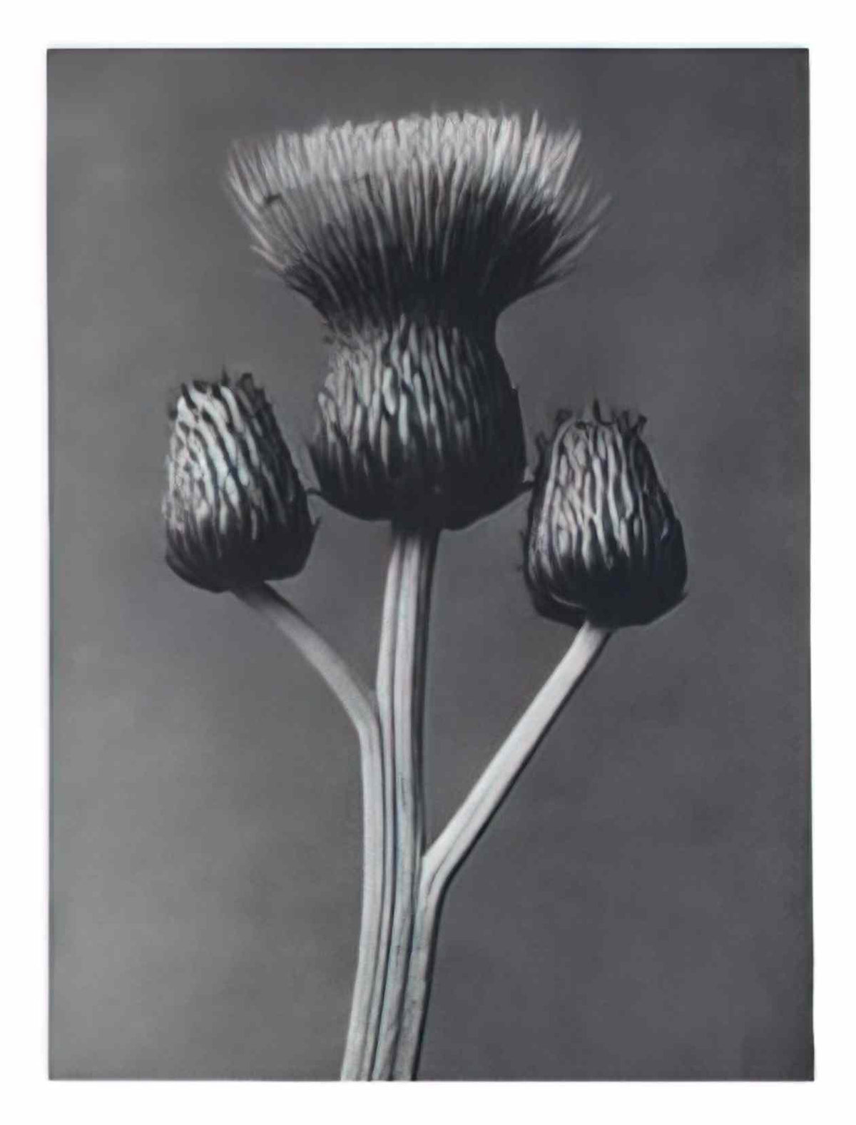 Karl Blossfeldt blossfeldt karl blossfeldt archiv de bildmat1 100 2 Art A4 Photo Print
