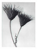 Karl Blossfeldt blossfeldt karl blossfeldt archiv de bildmat1 102 2 Art A4 Photo Print