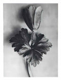 Karl Blossfeldt blossfeldt karl blossfeldt archiv de bildmat1 105 2 Art A4 Photo Print