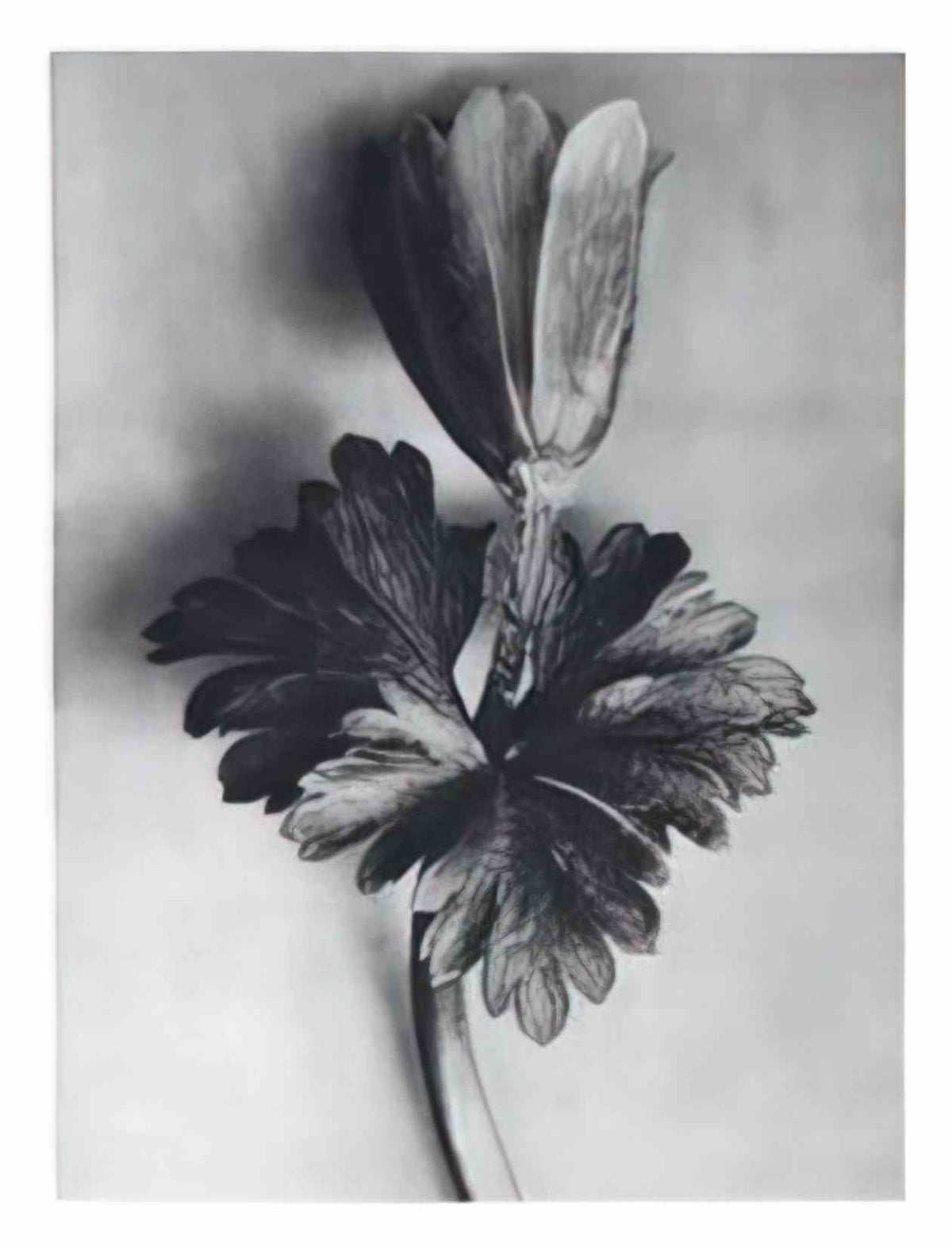 Karl Blossfeldt blossfeldt karl blossfeldt archiv de bildmat1 105 2 Art A4 Photo Print