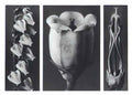 Karl Blossfeldt blossfeldt karl blossfeldt archiv de bildmat1 109 2 Art A4 Photo Print
