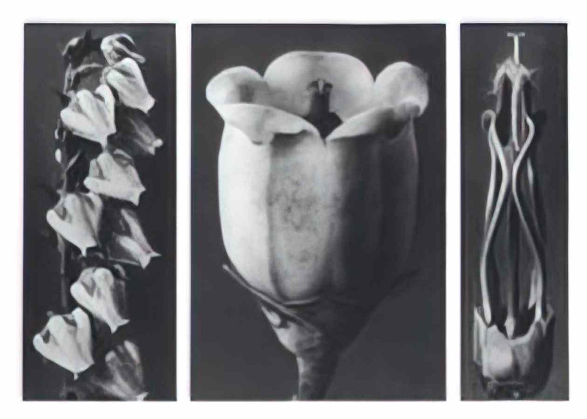 Karl Blossfeldt blossfeldt karl blossfeldt archiv de bildmat1 109 2 Art A4 Photo Print